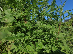 Dipsacus pinnatifidus