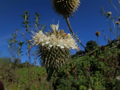 Dipsacus pinnatifidus