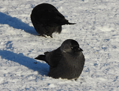 Corvus monedula