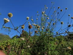 Dipsacus pinnatifidus