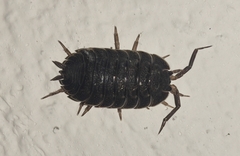 Trachelipus camerani