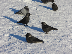 Corvus monedula