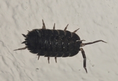 Trachelipus camerani