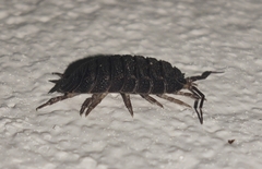 Trachelipus camerani