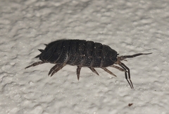 Trachelipus camerani