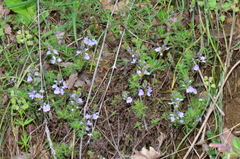 Veronica multifida
