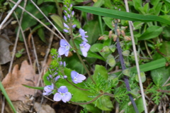 Veronica multifida