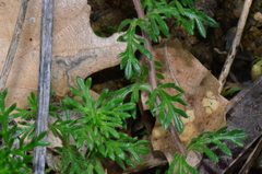 Veronica multifida