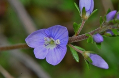 Veronica multifida