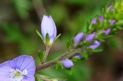Veronica multifida