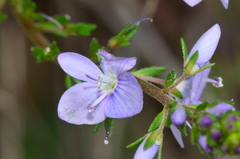 Veronica multifida