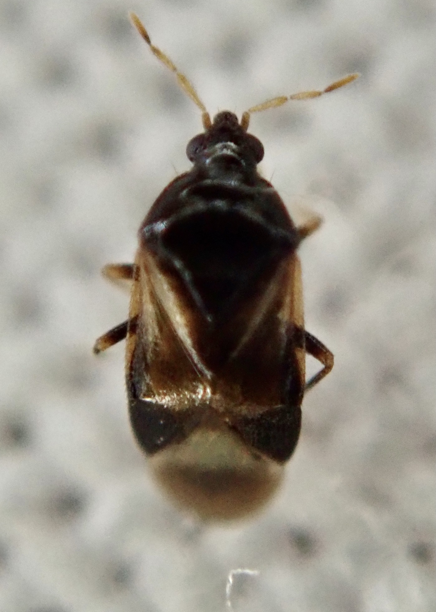 Raubwanze Orius laevigatus