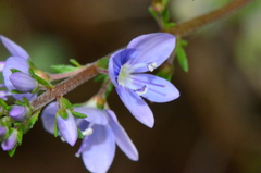 Veronica multifida