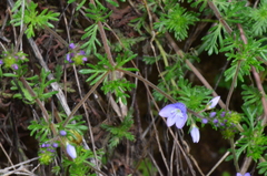 Veronica multifida