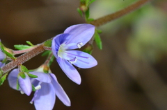 Veronica multifida