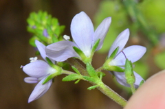 Veronica multifida