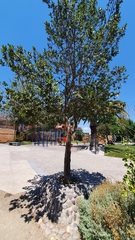 Beilschmiedia miersii