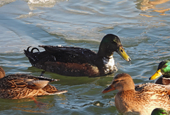 Anas platyrhynchos domesticus
