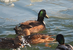 Anas platyrhynchos domesticus