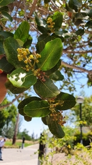 Beilschmiedia miersii