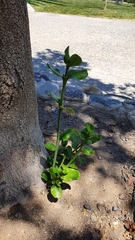 Beilschmiedia miersii