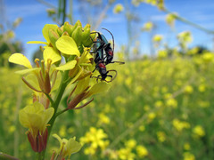 Cartallum ebulinum