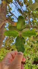 Beilschmiedia miersii