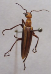 Pyrota decorata
