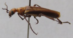 Pyrota decorata