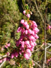 Erica lateralis