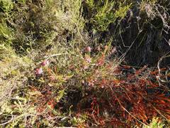 Erica lateralis