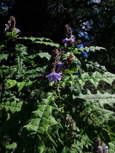Acanthus eminens