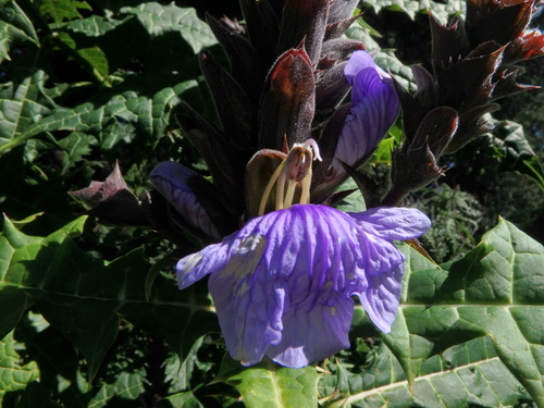 Acanthus eminens