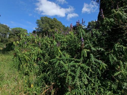 Acanthus eminens