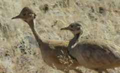 Eupodotis rueppelii