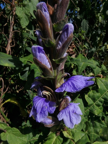 Acanthus eminens
