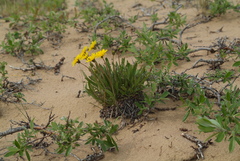 Taraxacum macilentum