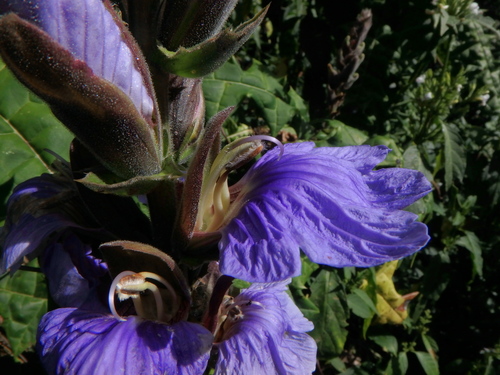 Acanthus eminens