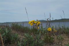 Taraxacum macilentum