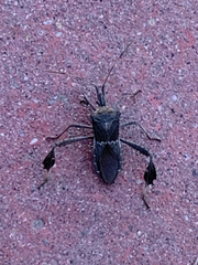 Leptoglossus zonatus