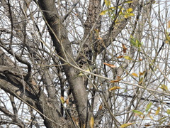 Vireo solitarius