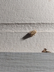 Euprosterna aroensis