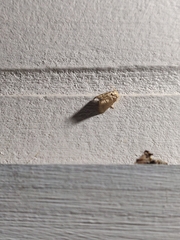 Euprosterna aroensis