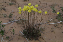 Papaver angustifolium