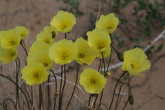 Papaver angustifolium