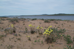 Papaver angustifolium