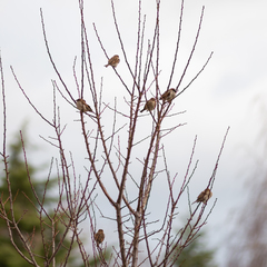 Passer domesticus