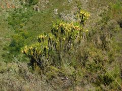 Erica coccinea