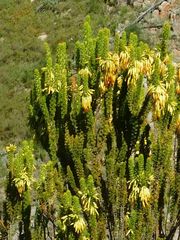 Erica coccinea