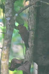 Micropternus brachyurus
